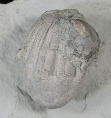 Large, Eucalyptocrinus Crinoid Crown With Arms - Indiana #14393